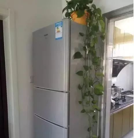 东西既费电还影响寿命！多亏老电工提醒尊龙凯时链接冰箱顶上千万别放这3样(图1)